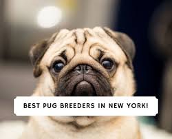 Look at pictures of pug puppies who need a home. 6 Best Pug Breeders In New York 2021 We Love Doodles