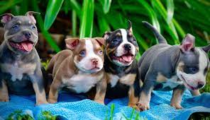 100 pitbull puppies wallpapers
