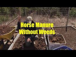Partially Composted Horse Manure