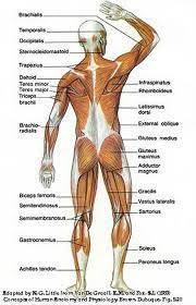 Start studying muscular system labeling. Pin On Fitnesschronic