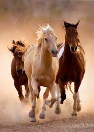 Running Horses - 1000 pcs - High ...
