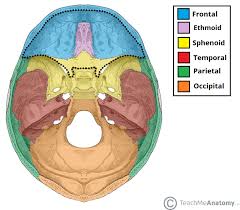 Bones of the human head Anterior Cranial Fossa Boundaries Contents Teachmeanatomy