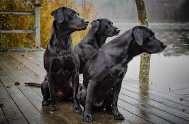 Search for a breeder who is selling for cheap price and then spend lakhs on do you know the number of labrador retrivers being abandoned in mumbai/pune/thane each month? Barks In Labrador Dog Price In India All Major Cities