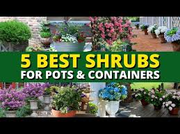 Best Shrubs For Pots And Containers