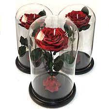 Preserved Roses In A Dome Gift