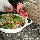 can-chickens-eat-mint