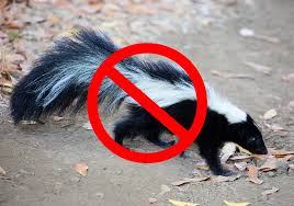 get rid of skunks fast