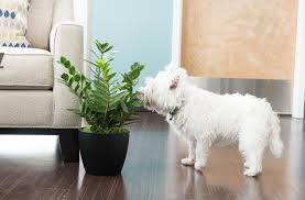 10 Common Toxic Houseplants To Dogs