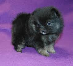 Pomeranian puppies for sale in minnesotaselect a breed. Pomeranian Puppies For Sale Minneapolis Mn 298437