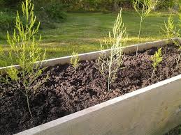 how to plant asparagus in a raised bed