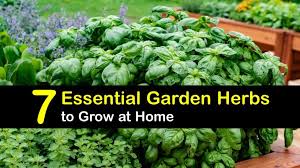 garden fresh herbs best herbs to