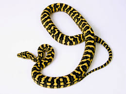 ij and jungle carpet pythons