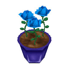 blue roses wild world