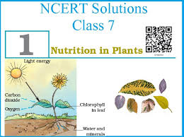 The crust, the mantle, and the core. Ncert Solutions For Cbse 7th Science Chapter 1 Nutrition In Plants