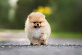best quality pomeranian puppies for