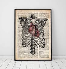 On the left side, this includes your heart,. Heart And Rib Cage Anatomy Art Codex Anatomicus