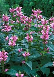 Want some reliable perennials to bring color to the late summer garden? Turtle Head Chelone Oblique Blooms Late Summer Shade Plant I Have This Plant In My Garden And Really Love It Shade Plants Plants Shade Garden Plants