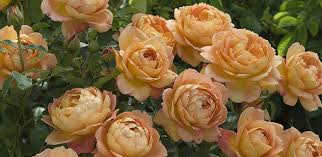 home page tasman bay roses