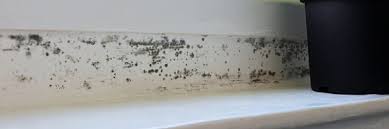What Does Black Mold Look Like Spot