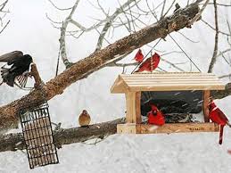 Shelter For Backyard Birds