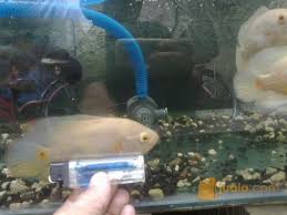 Beli pakan ikan oscar online berkualitas dengan harga murah terbaru 2021 di tokopedia! Ikan Oscar Albino Dan Tiger Koleksi Pribadi Jakarta Barat Jualo