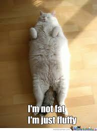 Fat Cat Memes. Best Collection of Funny Fat Cat Pictures via Relatably.com