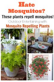 10 Plants That Keep Mosquitoes Away
