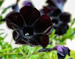 38 types of black flowers and plants