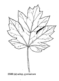 Sp. Heracleum pyrenaicum subsp. pyrenaicum - florae.it