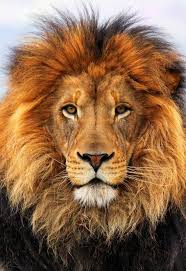Image result for open mouthed lion
