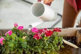 how to care for your roses in spring
