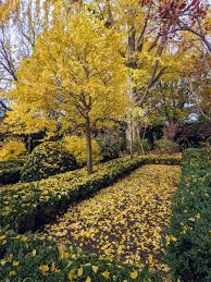 the ginkgo trees at my farm the