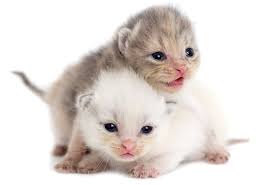 newborn kitten images browse 505 938