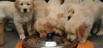 homemade puppy food 3 vet approved