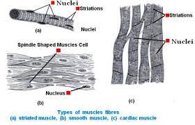 The fleshy, thick part of the muscle is called its belly. Cbse Class Ix 9th Science Chapter 6 Tissues Lesson Exercises Cbse Master Ncert Textbooks Exercises Solutions