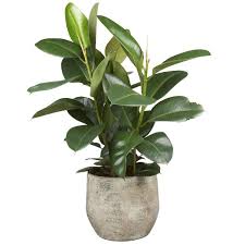 De plant is ideaal voor mensen die geen groene vingers hebben, want deze huisplant vereist weinig verzorging. Top 10 Luchtzuiverende Planten
