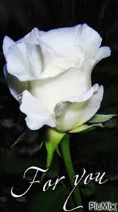 white beauty rose white flowers gif