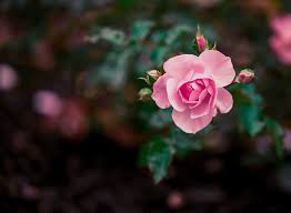 pink rose free stock cc0 photo