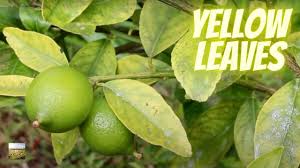 yellow leaves on citrus easy cure