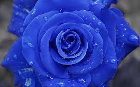 hd wallpaper blue rose
