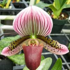 Mottled Leaf Orchid Plant Live In