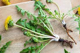 garden to kitchen dandelions kiwi