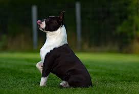 boston terrier how much does