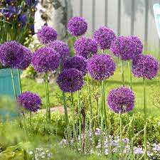 Allium Hollandicum Bulbs Purple Rs