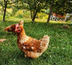 Sep 22, 2016 · how to train your chickens motivate. Training Chickens How To Train Your Chicken To Come When It S Called The Old Farmer S Almanac