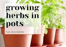 how-grow-herbs-in-pots-for-beginners