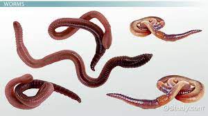 worms characteristics types list