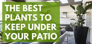 best plants to keep under your patio
