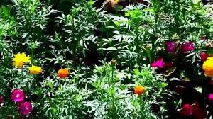 As of february 2015, approximately 95,628,000 american households (82.2% of households with. Low Cost Low Maintenance Flower Garden Youtube