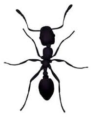 how to get rid of little black ants in